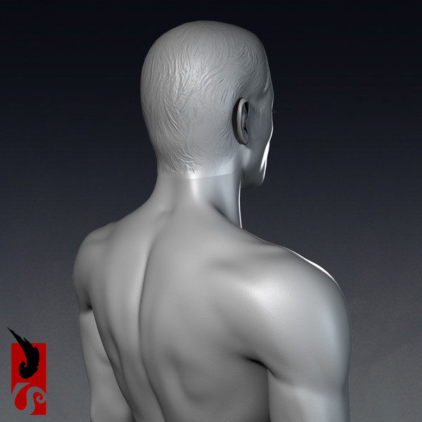3d male anatomy - x-ray - Male Anatomy - X-Ray Integumentary System by IllumeStudio