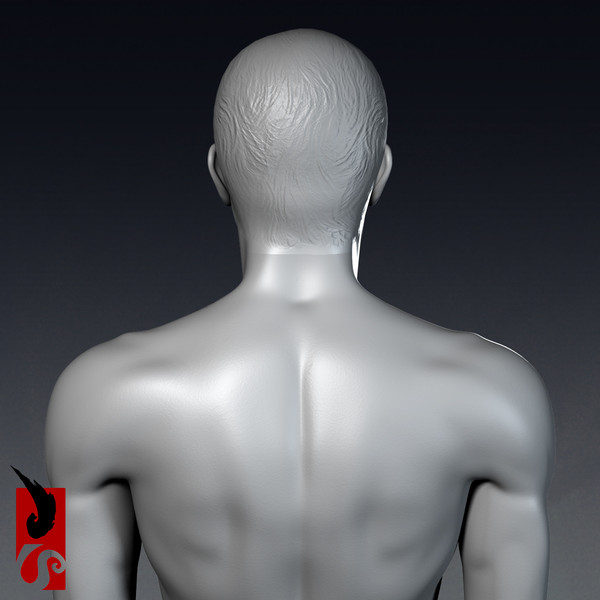 3d male anatomy - x-ray - Male Anatomy - X-Ray Integumentary System by IllumeStudio