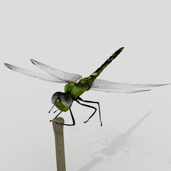 3d dragonfly animation insect - Dragonfly by virtualciti