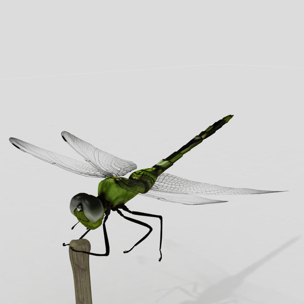 3d dragonfly animation insect - Dragonfly by virtualciti