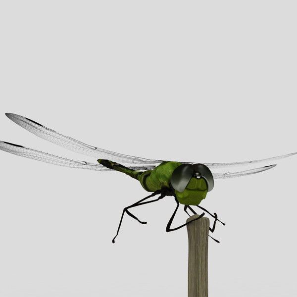 3d dragonfly animation insect - Dragonfly by virtualciti