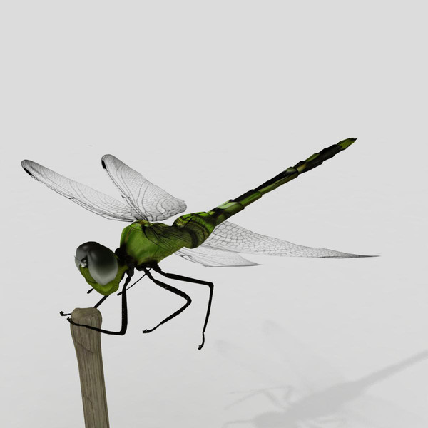 3d dragonfly animation insect - Dragonfly by virtualciti