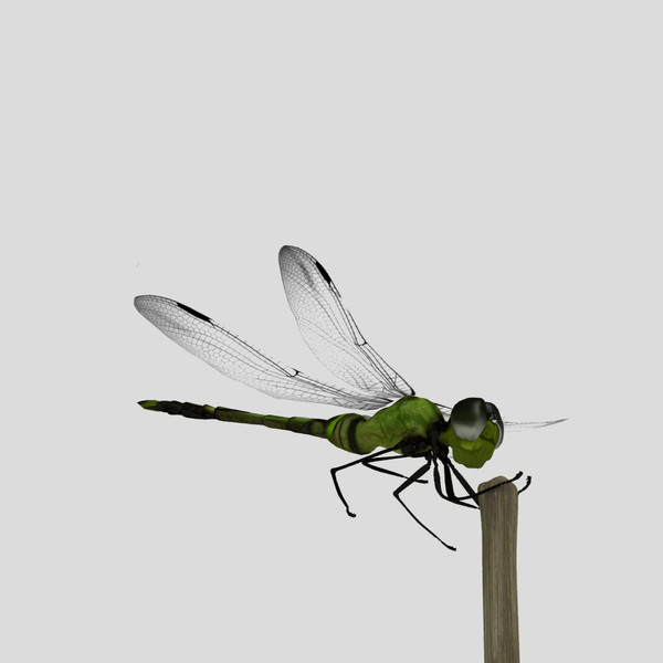3d dragonfly animation insect - Dragonfly by virtualciti