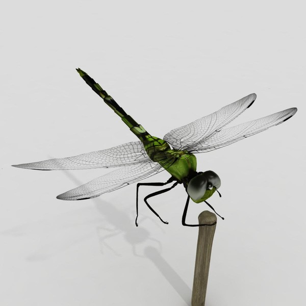 3d dragonfly animation insect - Dragonfly by virtualciti