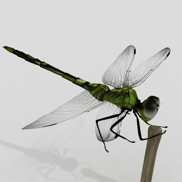 3d dragonfly animation insect - Dragonfly by virtualciti