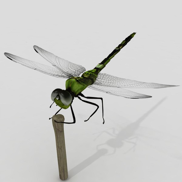 3d dragonfly animation insect - Dragonfly by virtualciti