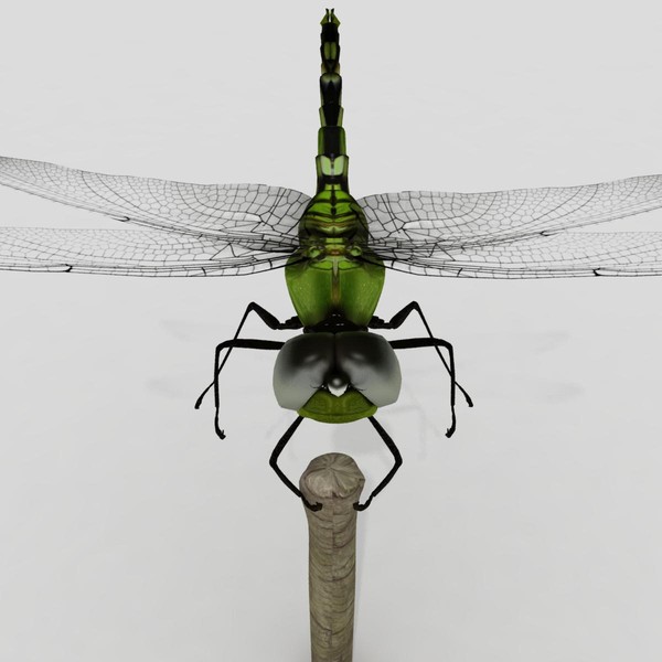 3d dragonfly animation insect - Dragonfly by virtualciti