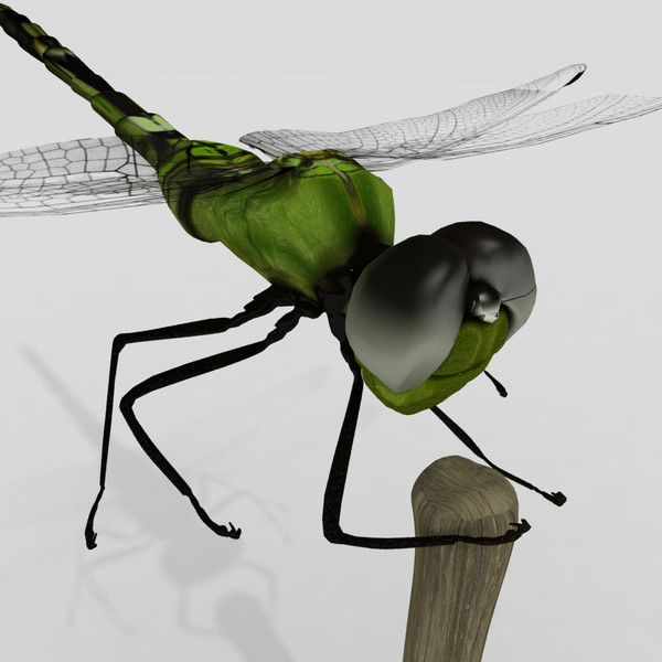 3d dragonfly animation insect - Dragonfly by virtualciti