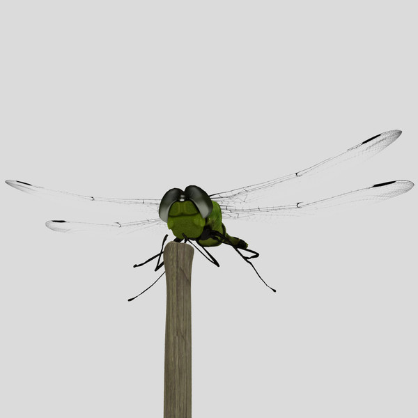 3d dragonfly animation insect - Dragonfly by virtualciti