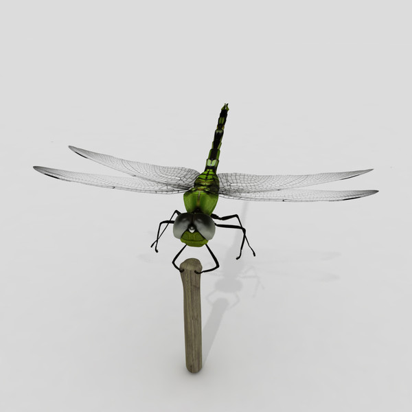 3d dragonfly animation insect - Dragonfly by virtualciti