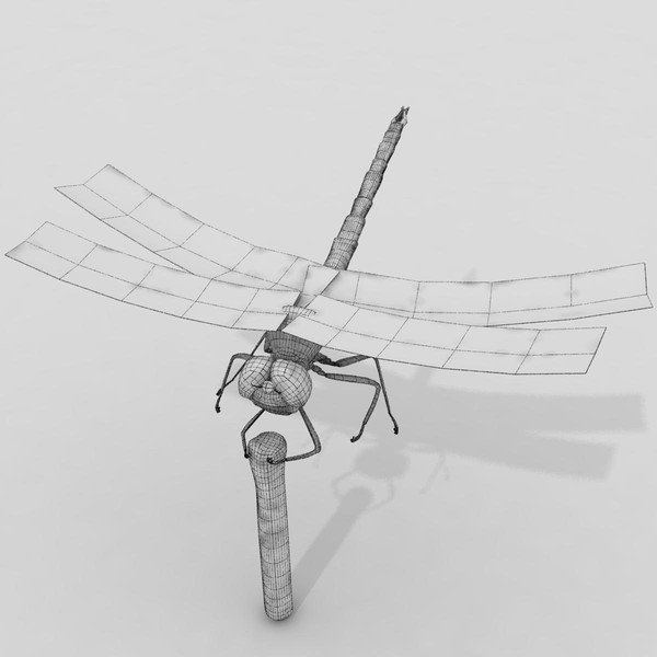 3d dragonfly animation insect - Dragonfly by virtualciti