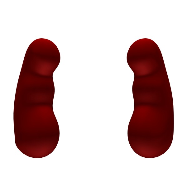 3d model kidneys - Kidneys by MotionMediaWorkshop