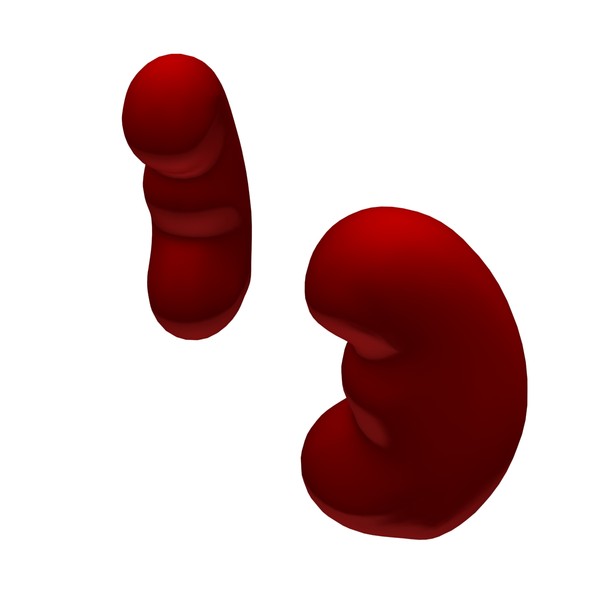 3d model kidneys - Kidneys by MotionMediaWorkshop