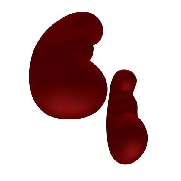 3d model kidneys - Kidneys by MotionMediaWorkshop