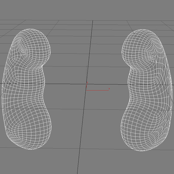 3d model kidneys - Kidneys by MotionMediaWorkshop