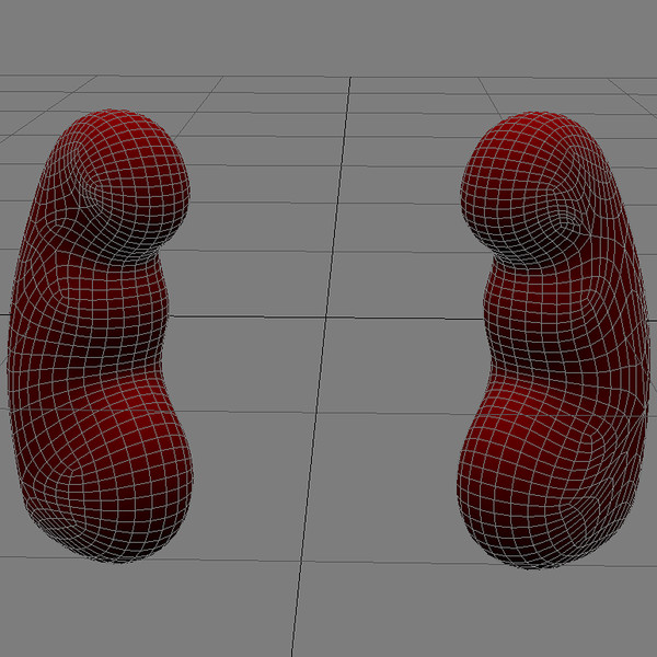 3d model kidneys - Kidneys by MotionMediaWorkshop
