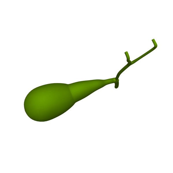 3d model gall bladder - Gallbladder by MotionMediaWorkshop