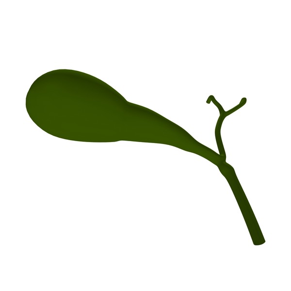 3d model gall bladder - Gallbladder by MotionMediaWorkshop