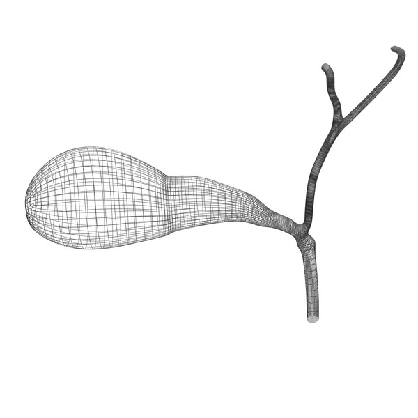 3d model gall bladder - Gallbladder by MotionMediaWorkshop