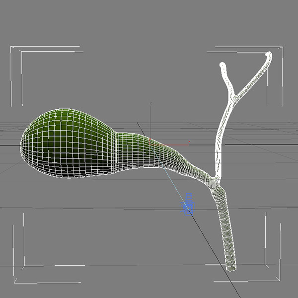 3d model gall bladder - Gallbladder by MotionMediaWorkshop