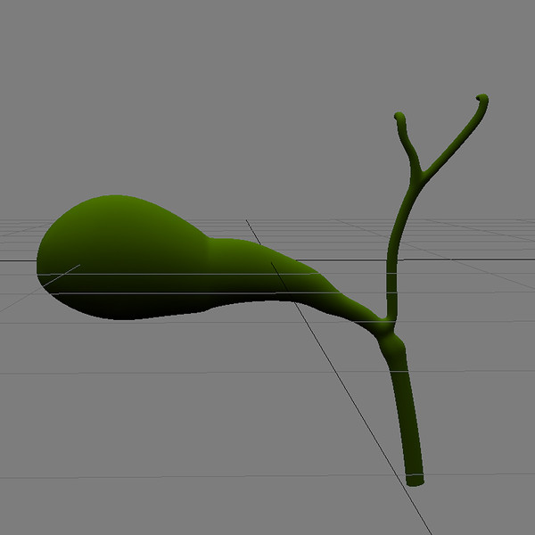 3d model gall bladder - Gallbladder by MotionMediaWorkshop