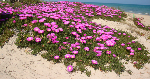 beach flowers
