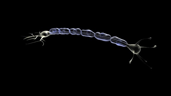 3ds max nerve cell - Sensory Neuron by DickSavagewood