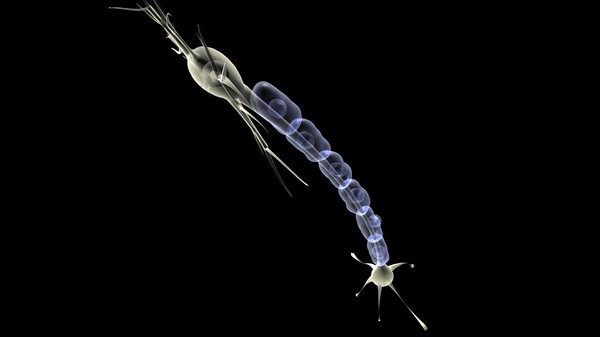 3ds max nerve cell - Sensory Neuron by DickSavagewood