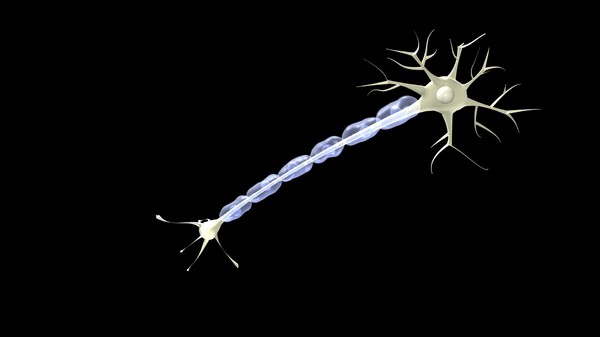3ds max nerve cell - Sensory Neuron by DickSavagewood