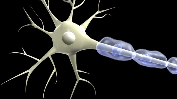 3ds max nerve cell - Sensory Neuron by DickSavagewood