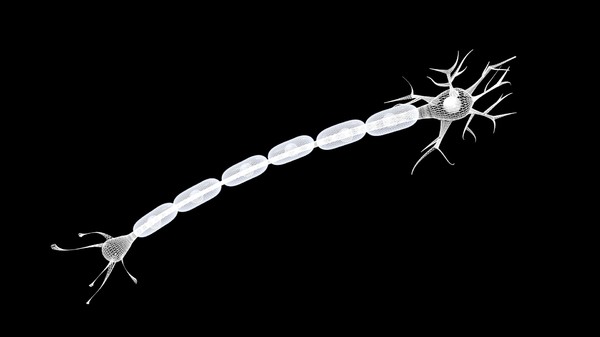 3ds max nerve cell - Sensory Neuron by DickSavagewood