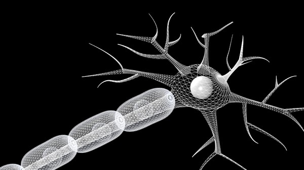 3ds max nerve cell - Sensory Neuron by DickSavagewood