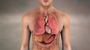 Male cardiopulmonary system
