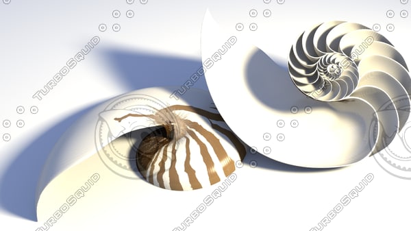 nautilus seashell obj - Nautilus SeaShell... by INNER LEAF