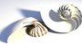 nautilus seashell obj