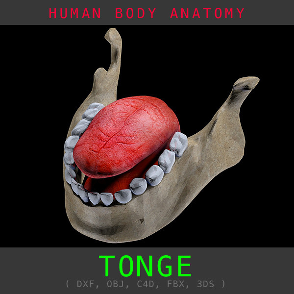 3d model of tongue body anatomy - Tonge Anatomy Textured by unjosnav