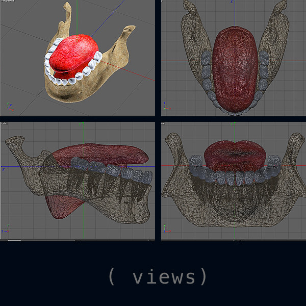 3d model of tongue body anatomy - Tonge Anatomy Textured by unjosnav