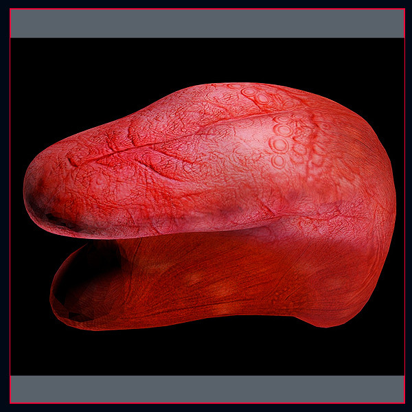 3d model of tongue body anatomy - Tonge Anatomy Textured by unjosnav