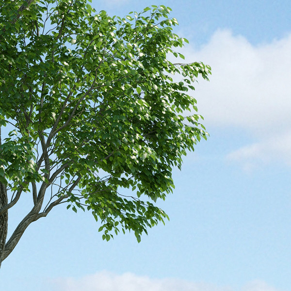 3d tree realistic leafs model - High Quality Tree by jimd