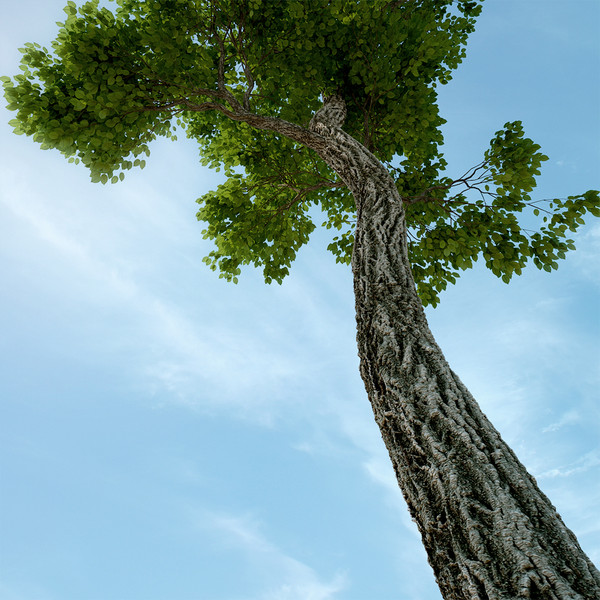 3d tree realistic leafs model - High Quality Tree by jimd