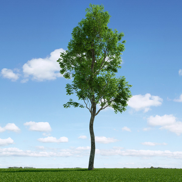 3d tree realistic leafs model - High Quality Tree by jimd