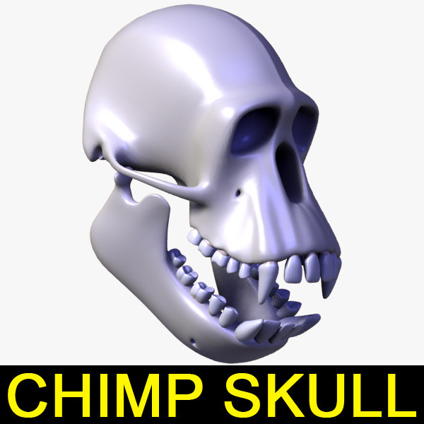 realistic chimpanzee skull 3d model - Chimpanzee skull by leo3Dmodels