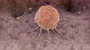 Stem Cell on bone stock image photo_a