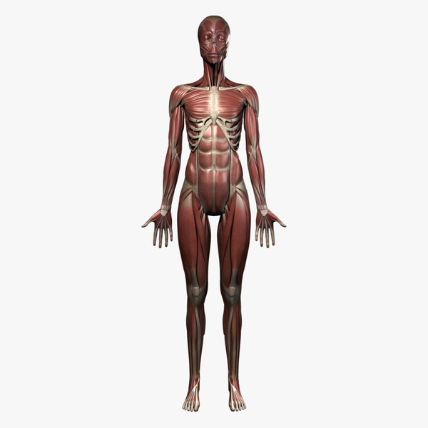female anatomy - muscular obj - Female Anatomy - Muscular System by IllumeStudio