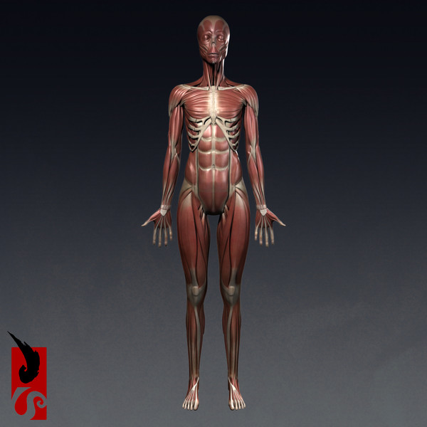 female anatomy - muscular obj - Female Anatomy - Muscular System by IllumeStudio