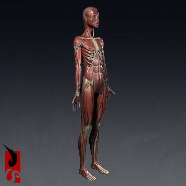 female anatomy - muscular obj - Female Anatomy - Muscular System by IllumeStudio