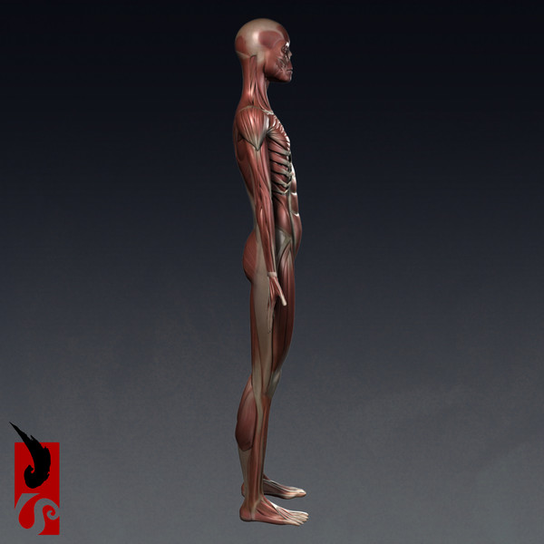 female anatomy - muscular obj - Female Anatomy - Muscular System by IllumeStudio
