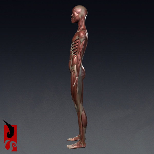 female anatomy - muscular obj - Female Anatomy - Muscular System by IllumeStudio