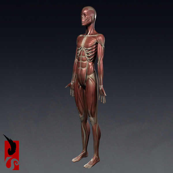 female anatomy - muscular obj - Female Anatomy - Muscular System by IllumeStudio