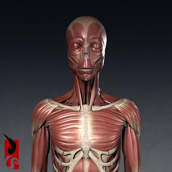 female anatomy - muscular obj - Female Anatomy - Muscular System by IllumeStudio